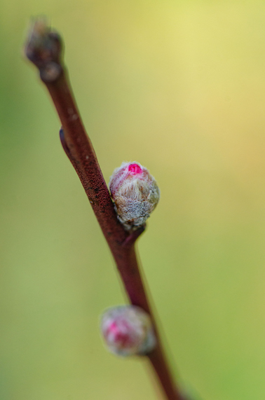 bourgeon de nectarine