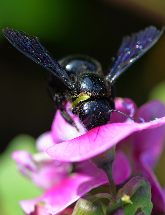Abeille charpentière en plein repas !
