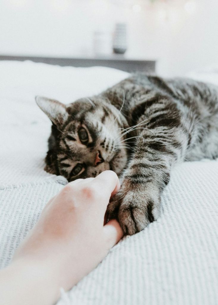 Chat et main d'humain