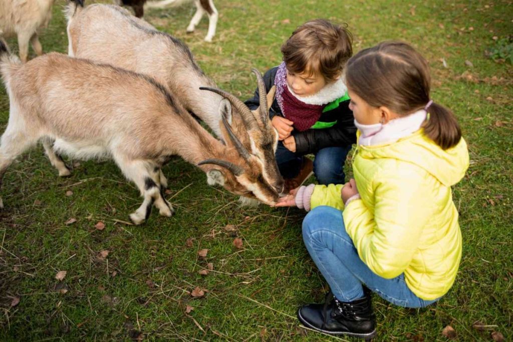 Agritourisme : connaissez-vous cette tendance du tourisme durable ?