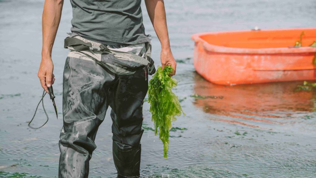 Et s’il suffisait de changer notre alimentation pour sauver l’océan ?