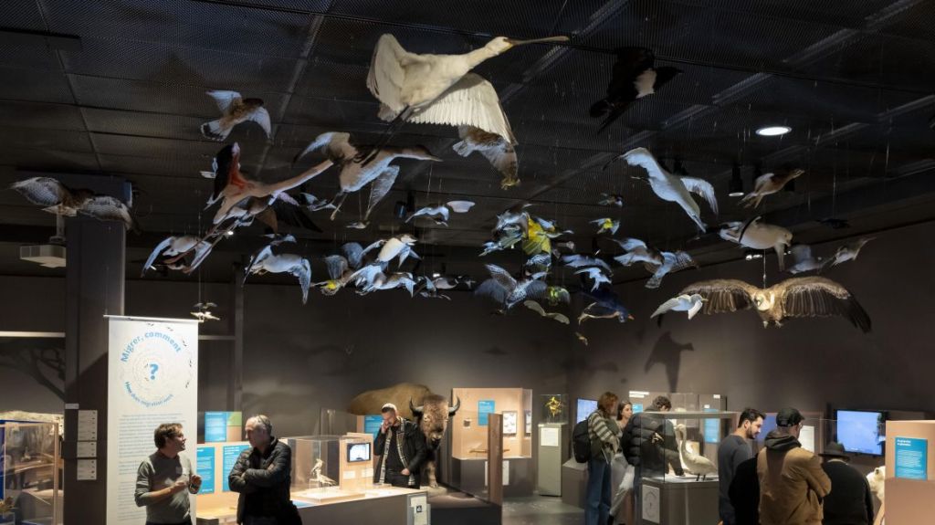 Exposition : « Migrations du vivant », les mouvements des êtres sur Terre