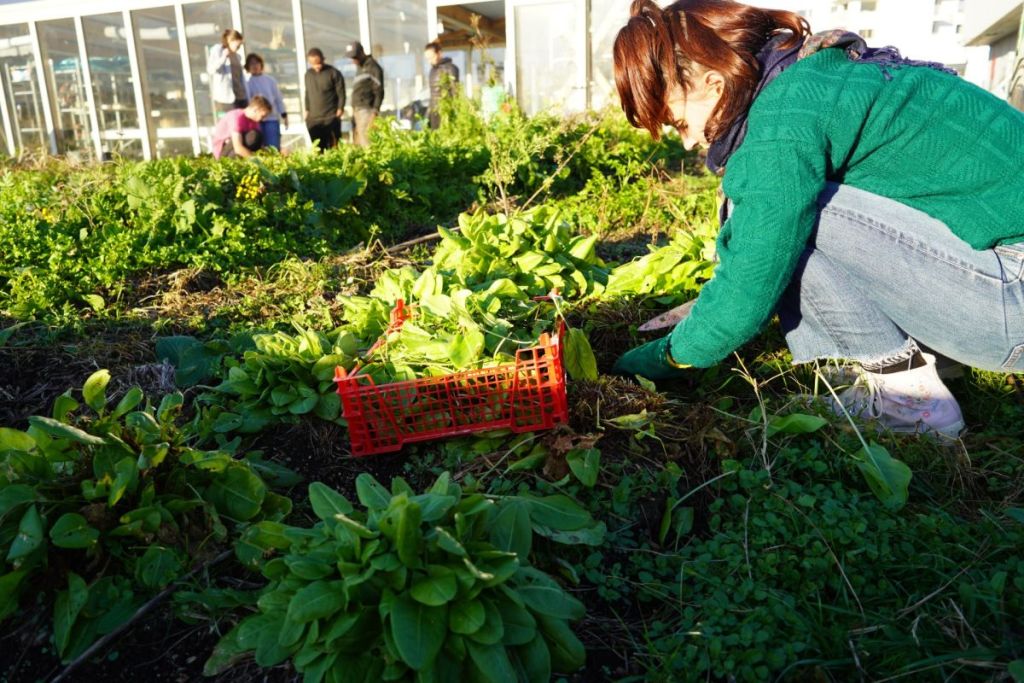 Grenoble : Réinventer et favoriser l’agriculture durable avec le Bar Radis