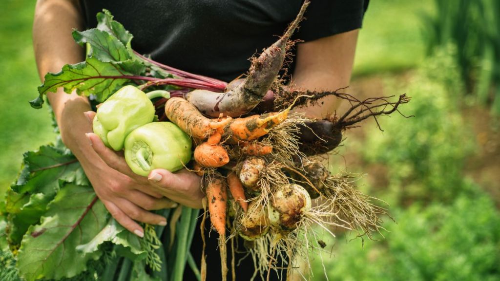 Mon potager perpétuel : le livre de Terence Groos (aka @le_domaine_des_simples)