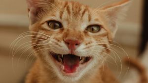 Un chat roux qui miaule