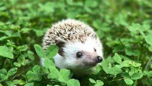 a small hedge walking through a lush green field