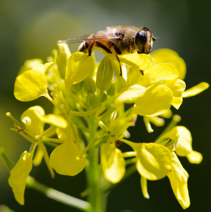 Syrphe sur moutarde