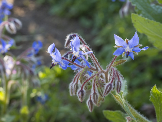 Bourrache officinale.