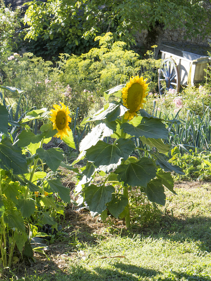 Tournesols au potager.
