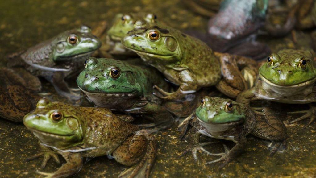 L’opération Fréquence Grenouille préserve les habitants des zones humides