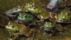 Préserver les habitants des zones humides avec l’opération Fréquence Grenouille