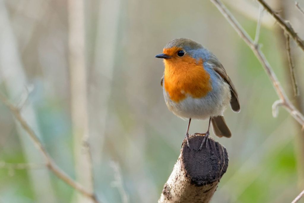 Rouge-Gorge Familier