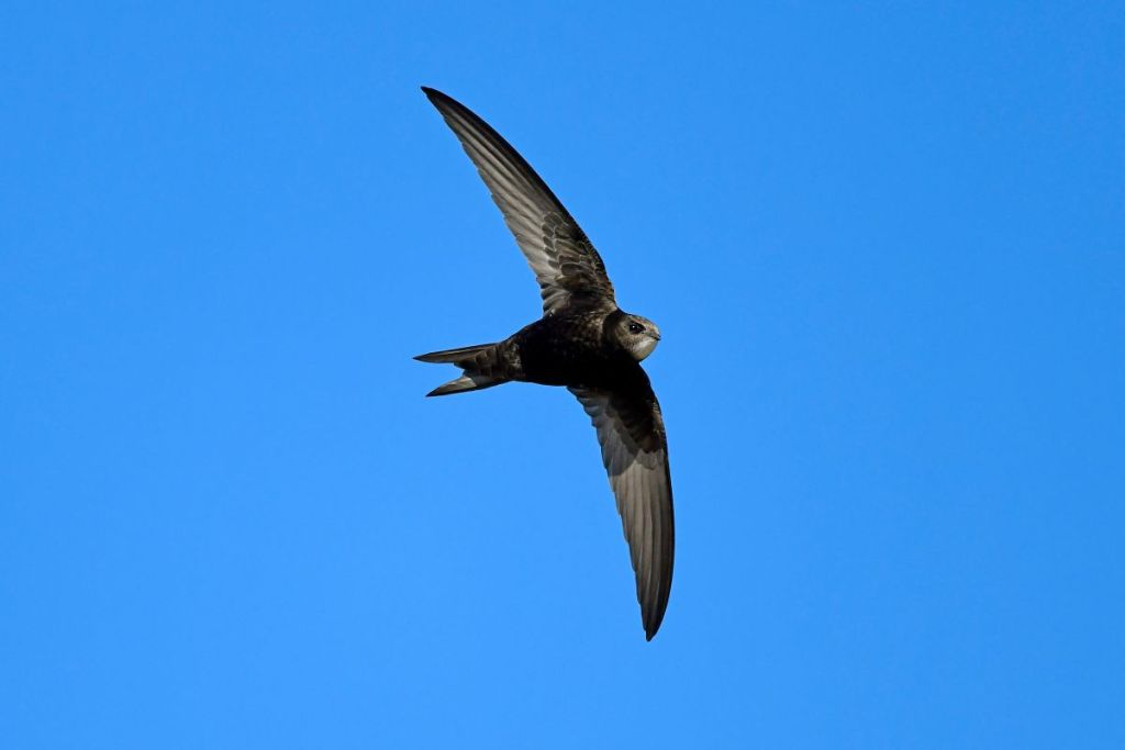 Martinet noir