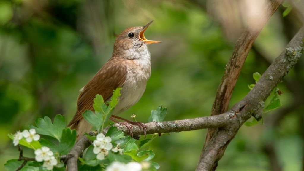 Une balade pour écouter et apprendre à reconnaître le chant des oiseaux 