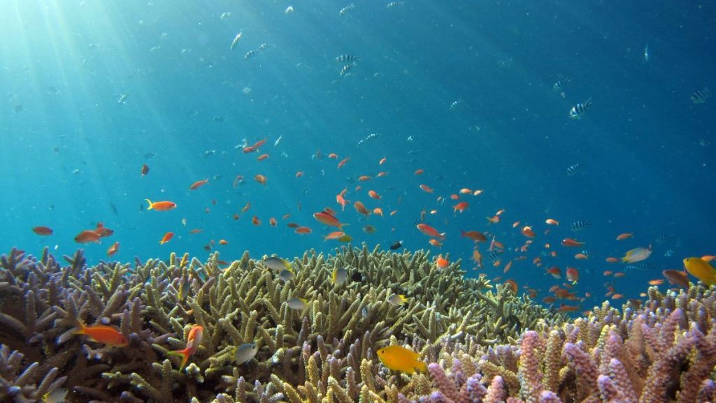 Ma Petite Planète, un challenge pour sensibiliser à la préservation des océans