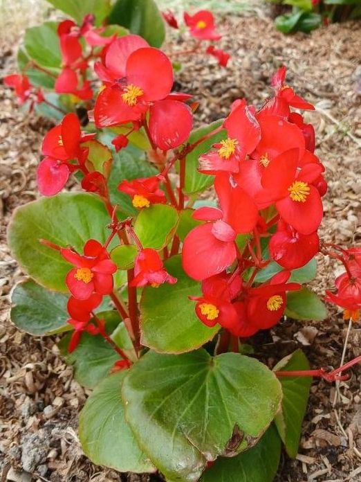 Bégonia, coquelicot géant et géranium : Dégustez ces fleurs au grès des saisons