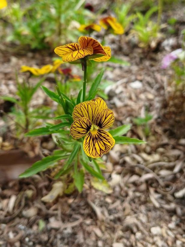Bégonia, coquelicot géant et géranium : Dégustez ces fleurs au grès des saisons