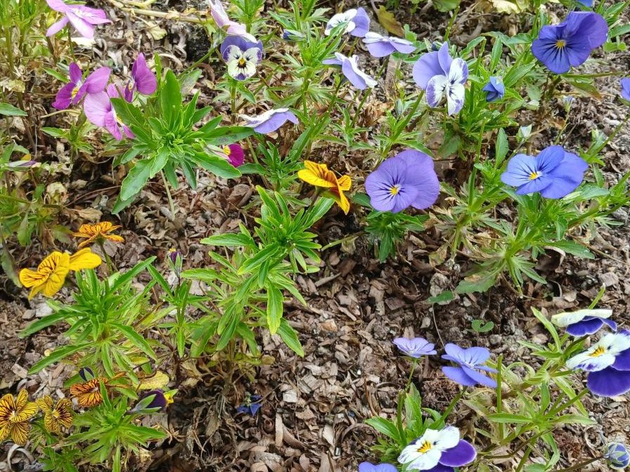 Bégonia, coquelicot géant et géranium : Dégustez ces fleurs au grès des saisons