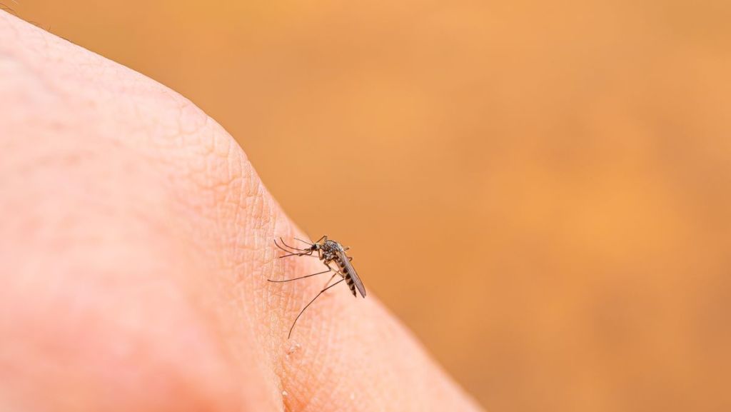 Biodiversité : pourquoi ne faut-il pas éradiquer tous les moustiques ?