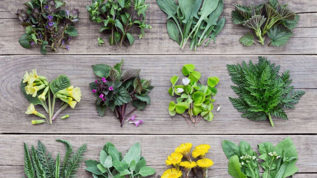 Quelles plantes comestibles peut-on cueillir et consommer l’été ?