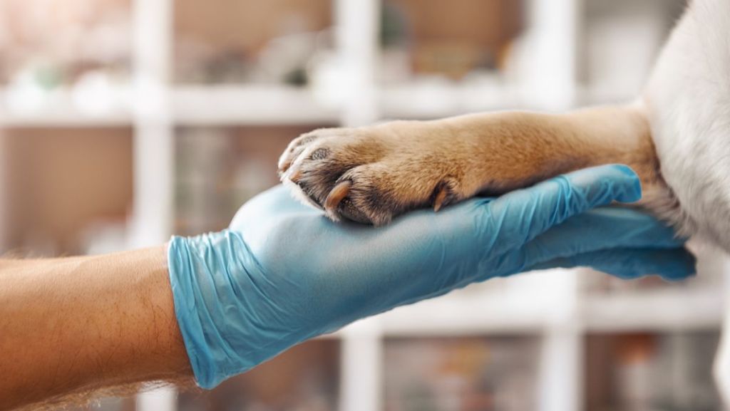 Au CHU de Bordeaux, la médiation animale pour apaiser les maux