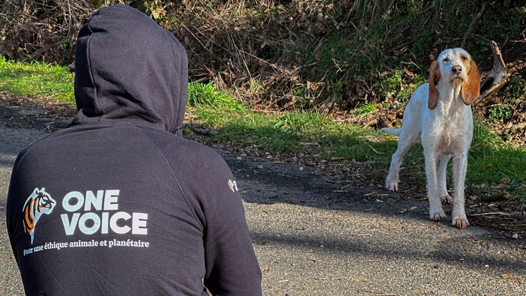 Animaux : One Voice rugit sans violence pour les sans-voix