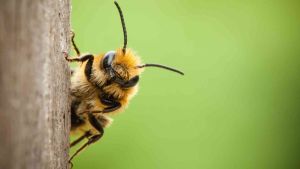 Mathieu Lihoreau : « Les abeilles sont des guêpes végans »