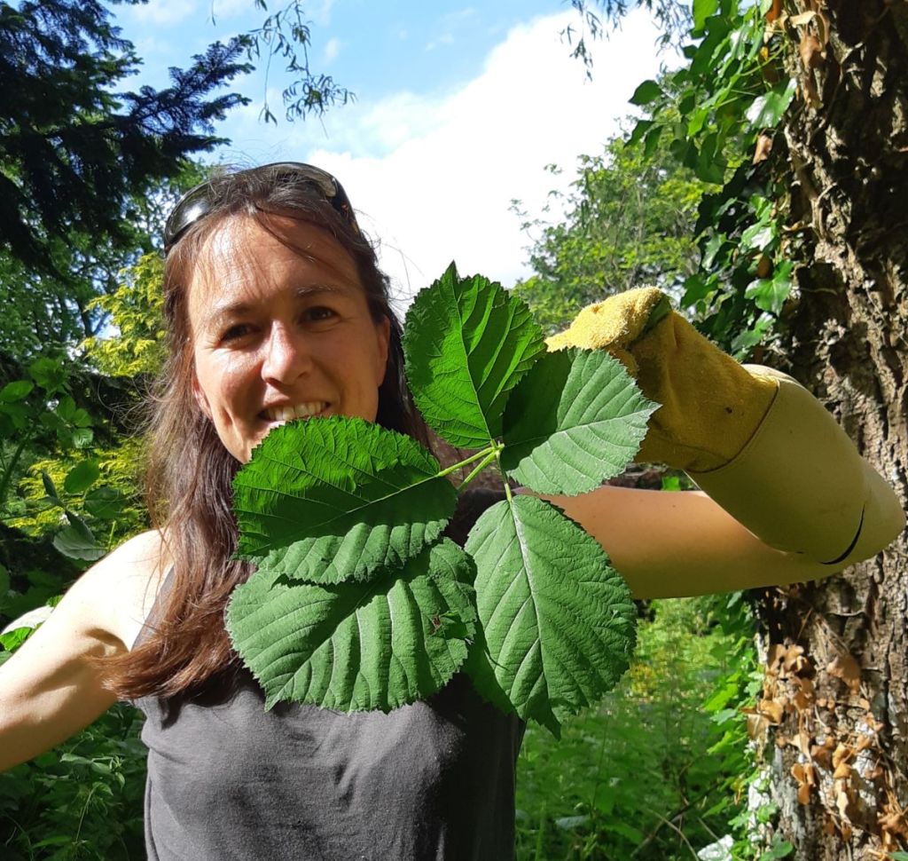 Alternathé : Une alternative écologique au thé plantée et cueillie en Normandie