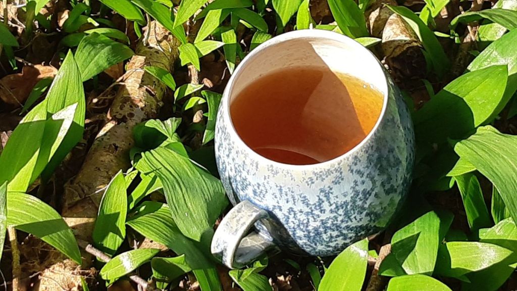 Alternathé, une alternative écologique au thé plantée et cueillie en Normandie