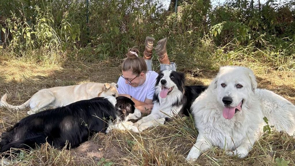 Bourgogne : Bande de Chiens, un sanctuaire pas comme les autres