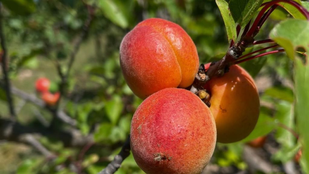 Bio, mais fragile, l’abricot au cœur de toutes les attentions