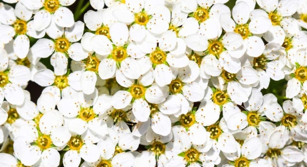 Ce buisson compact fleurit même dans les zones les plus hostiles et sublime votre espace