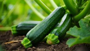 Courgettes qui poussent