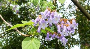 Paulownia -l'abre qui pousse très rapidement