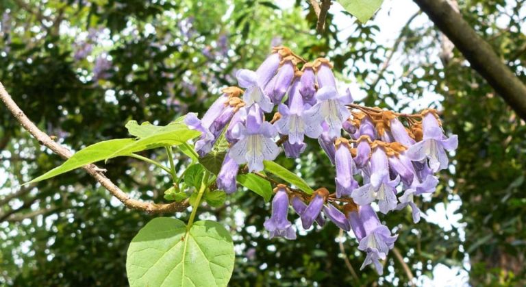 Paulownia -l'abre qui pousse très rapidement