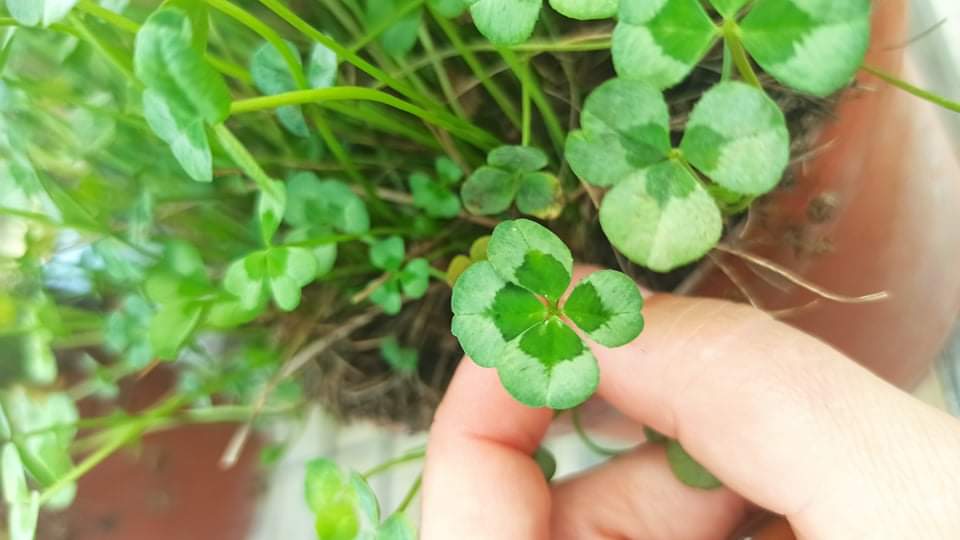 Nièvre : père et fille cultivent le trèfle à 4 feuilles depuis 1998