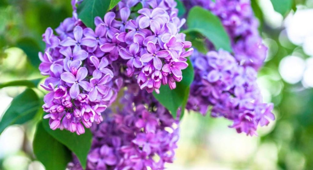 Je le faisais au mauvais moment : voici le timing idéal pour tailler votre lilas