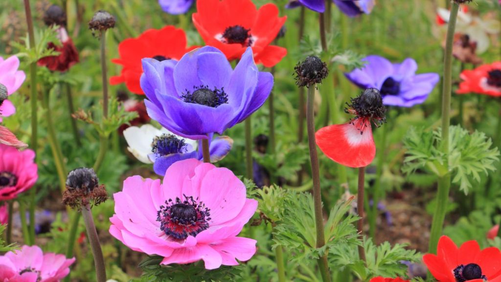 La Prairie Bleue, ferme florale éthique en Gironde