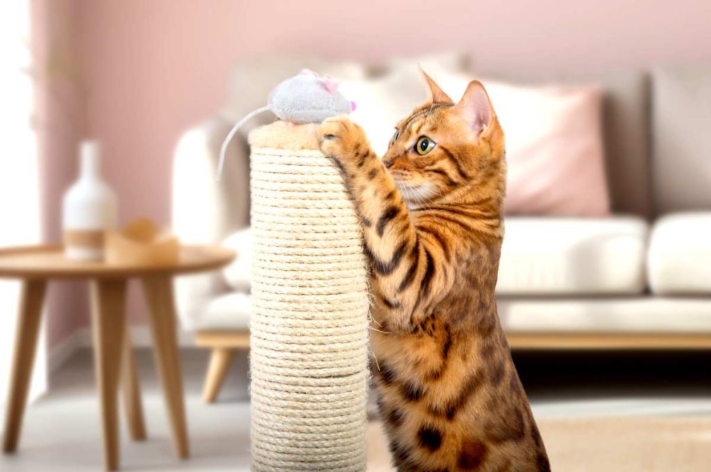 Les objets du quotidien dangereux pour les chats (et comment les neutraliser)