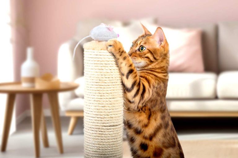 Chat qui joue - crédit photo : Svetlana Rey via Adobe Stock