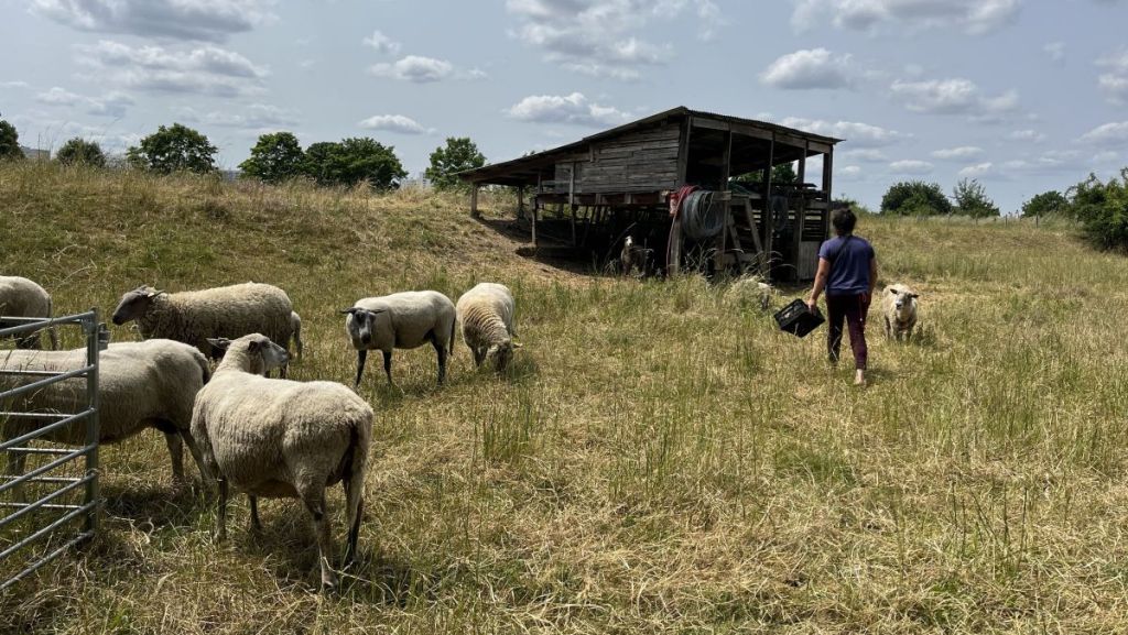 Seine-Saint-Denis : des moutons pour préserver la biodiversité