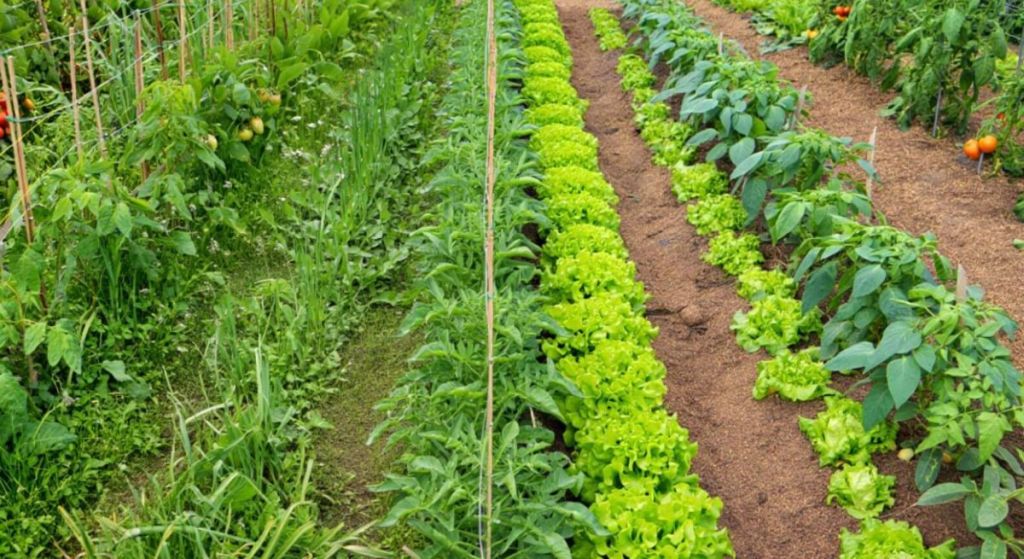 Stop aux mauvaises herbes : un ingrédient naturel les fait flétrir en un clin d’œil
