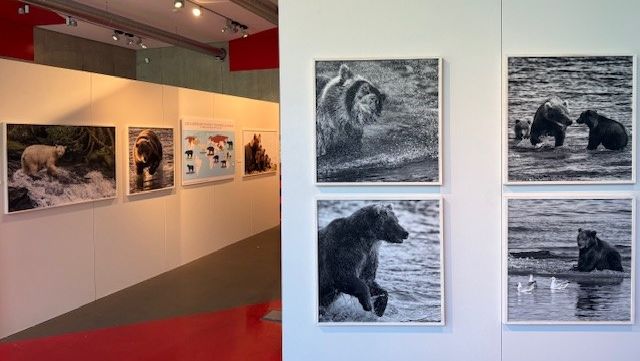 Strasbourg : une exposition pour un traitement plus respectueux des ours