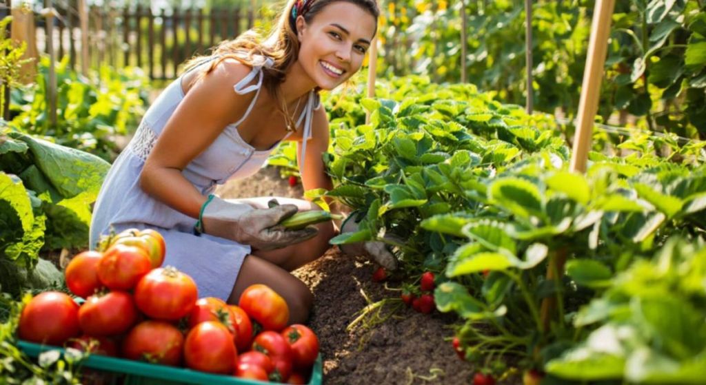 Femme qui cultive des tomates