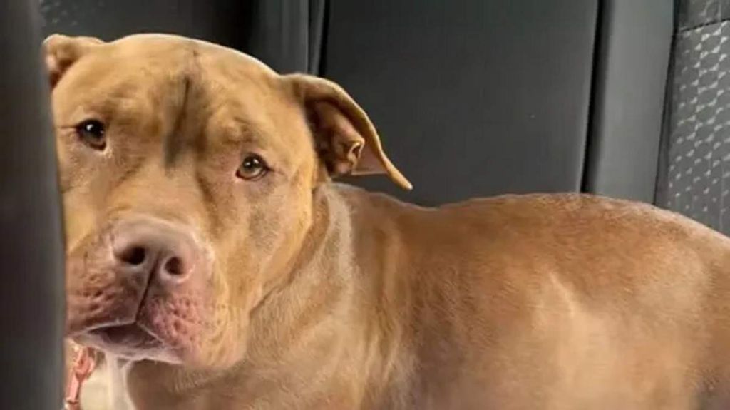 Une seule nuit pour faire craquer un cœur humain : la revanche folle d’un chien de refuge