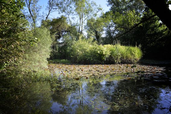 Jardin de Frescati