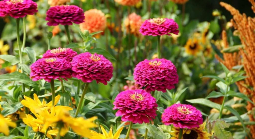 Voici comment garder vos dahlias fleuris tout l’été, sans effort