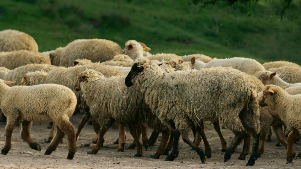 La laine, une solution pour réduire l’impact des cultures végétales