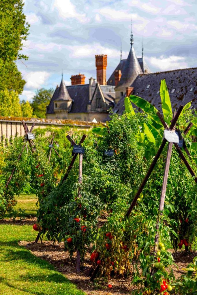 Découvrir les multiples facettes de la tomate avec Louis Albert de Broglie