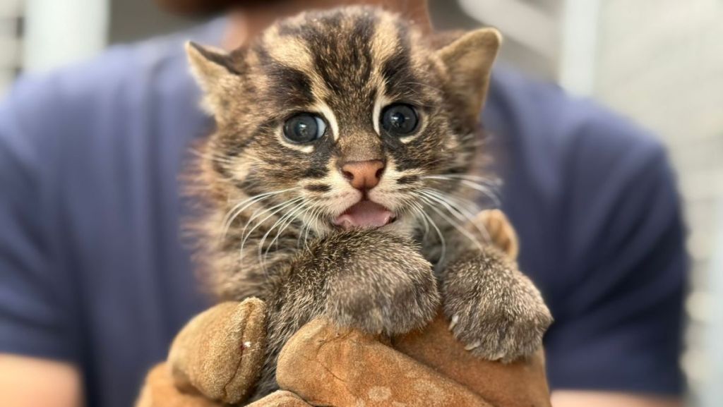 Sarthe : deux chats pêcheurs nés dans le cadre d’un programme de conservation